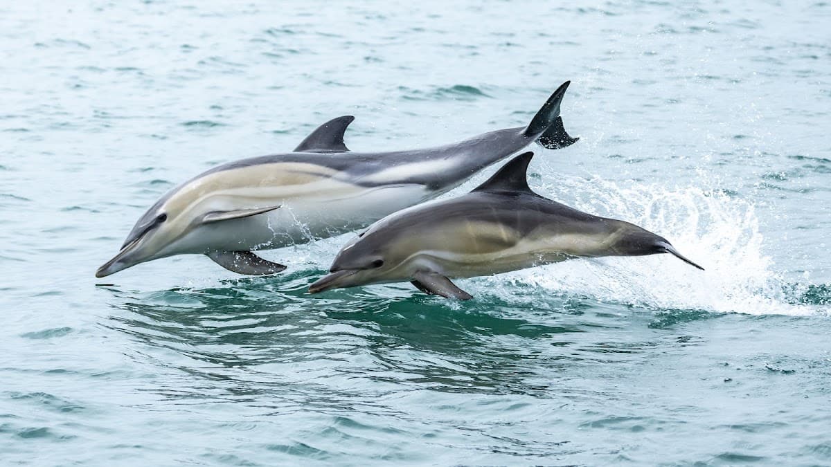 Devon Sea Safari - Main view