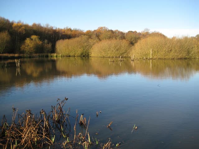 Epsom Common - Main view