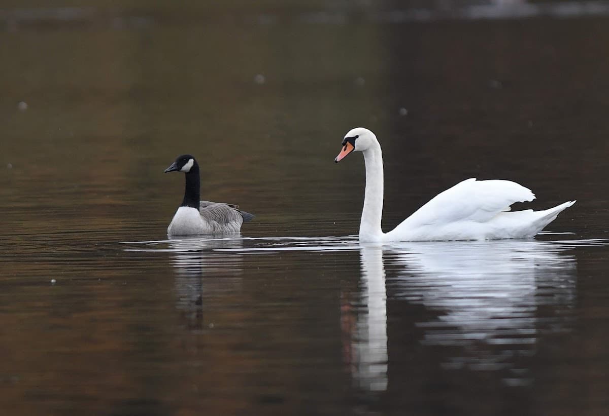 RSPB Scotland Loch of Kinnordy - Image 3