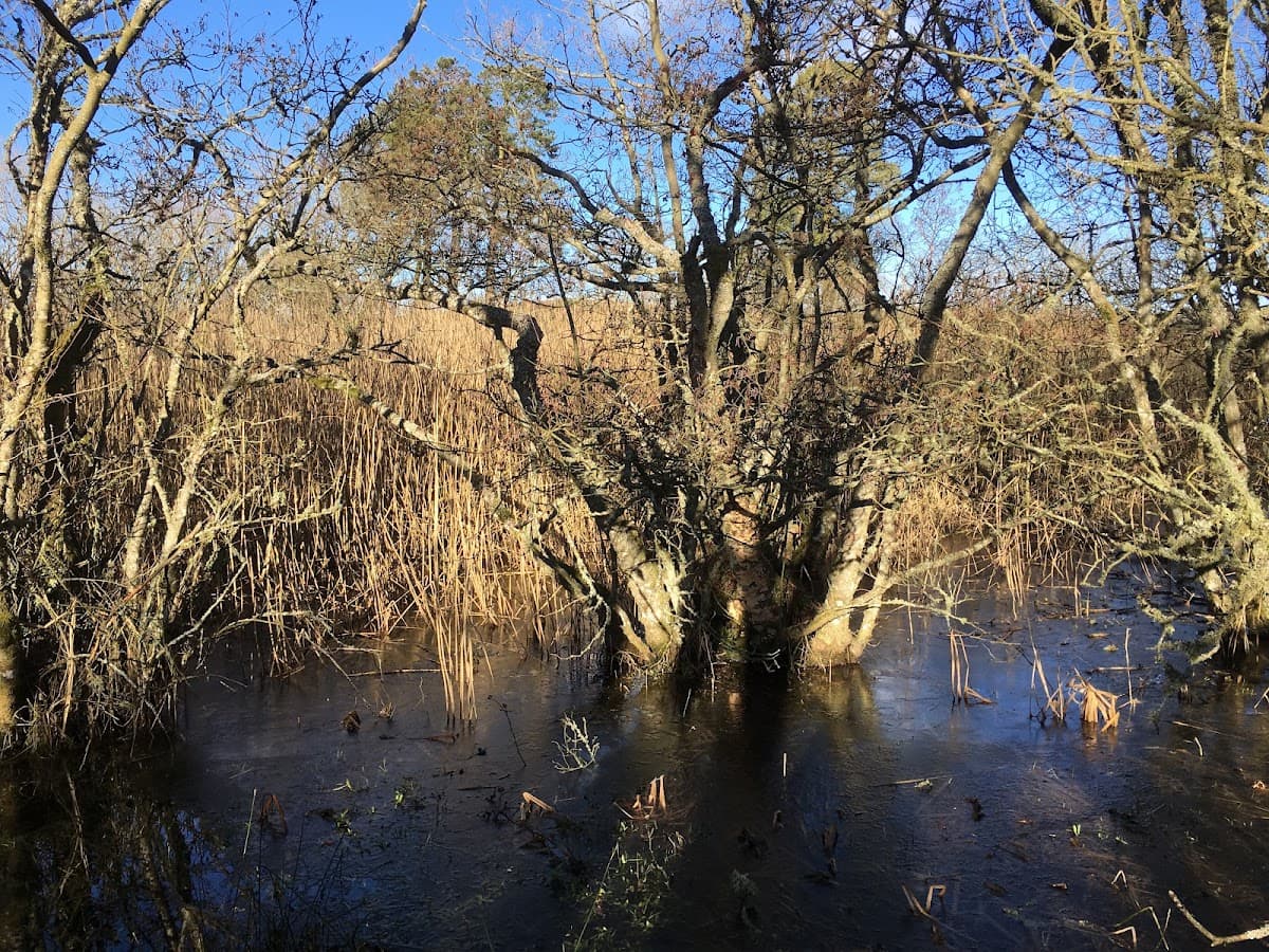 RSPB Scotland Loch of Kinnordy - Image 4