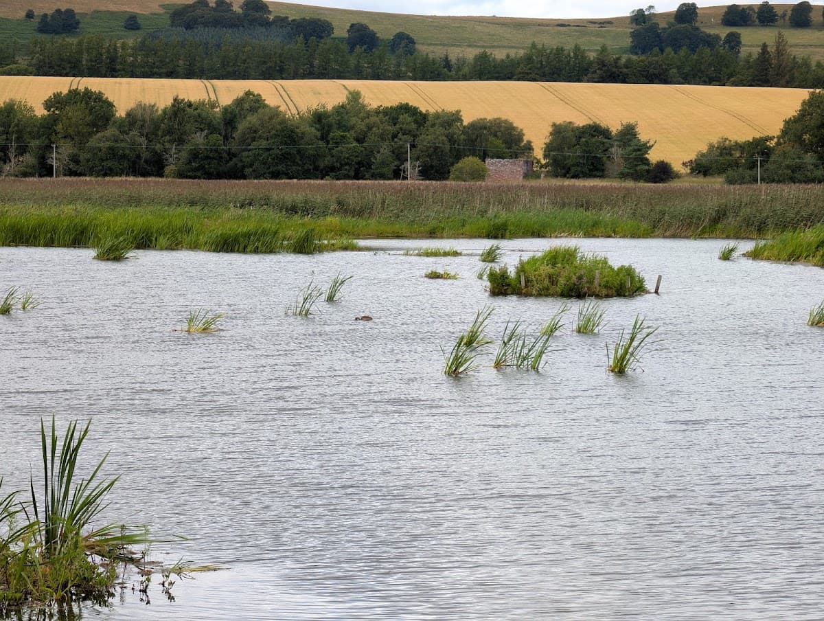 RSPB Scotland Loch of Kinnordy - Image 5