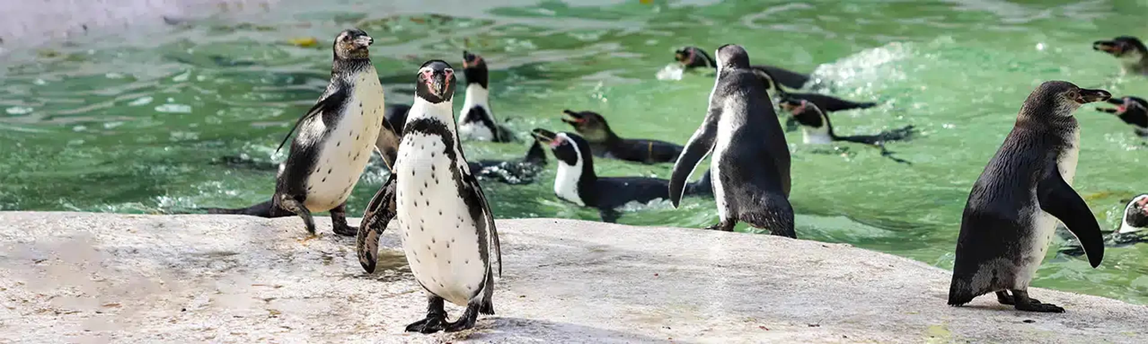Newquay Zoo - Image 3