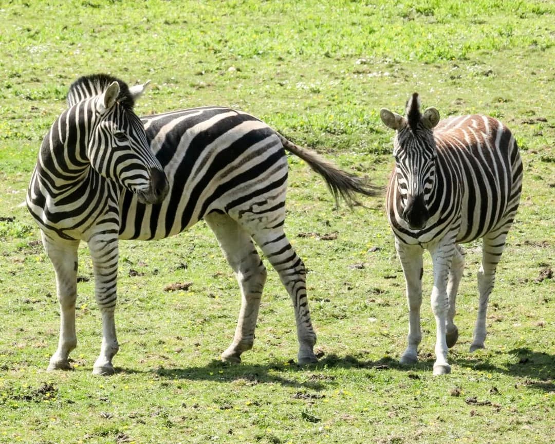 Newquay Zoo - Image 4