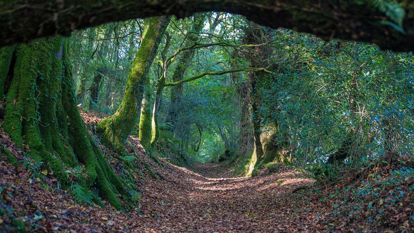 Green Castle Wood - Main view