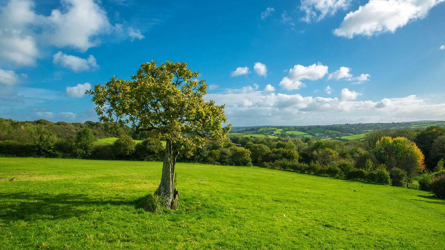 Green Castle Wood - Image 3