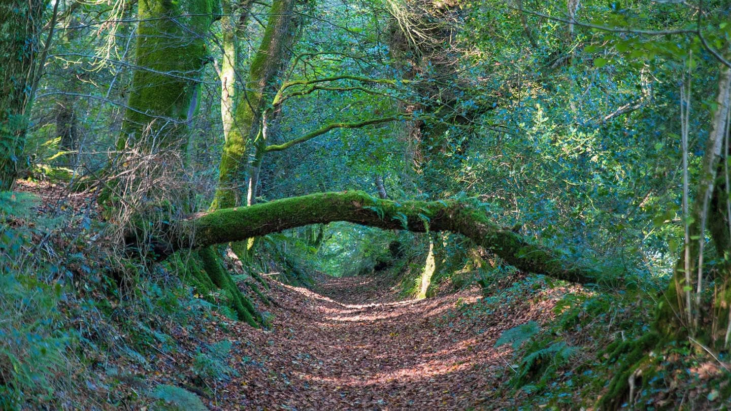 Green Castle Wood - Image 4