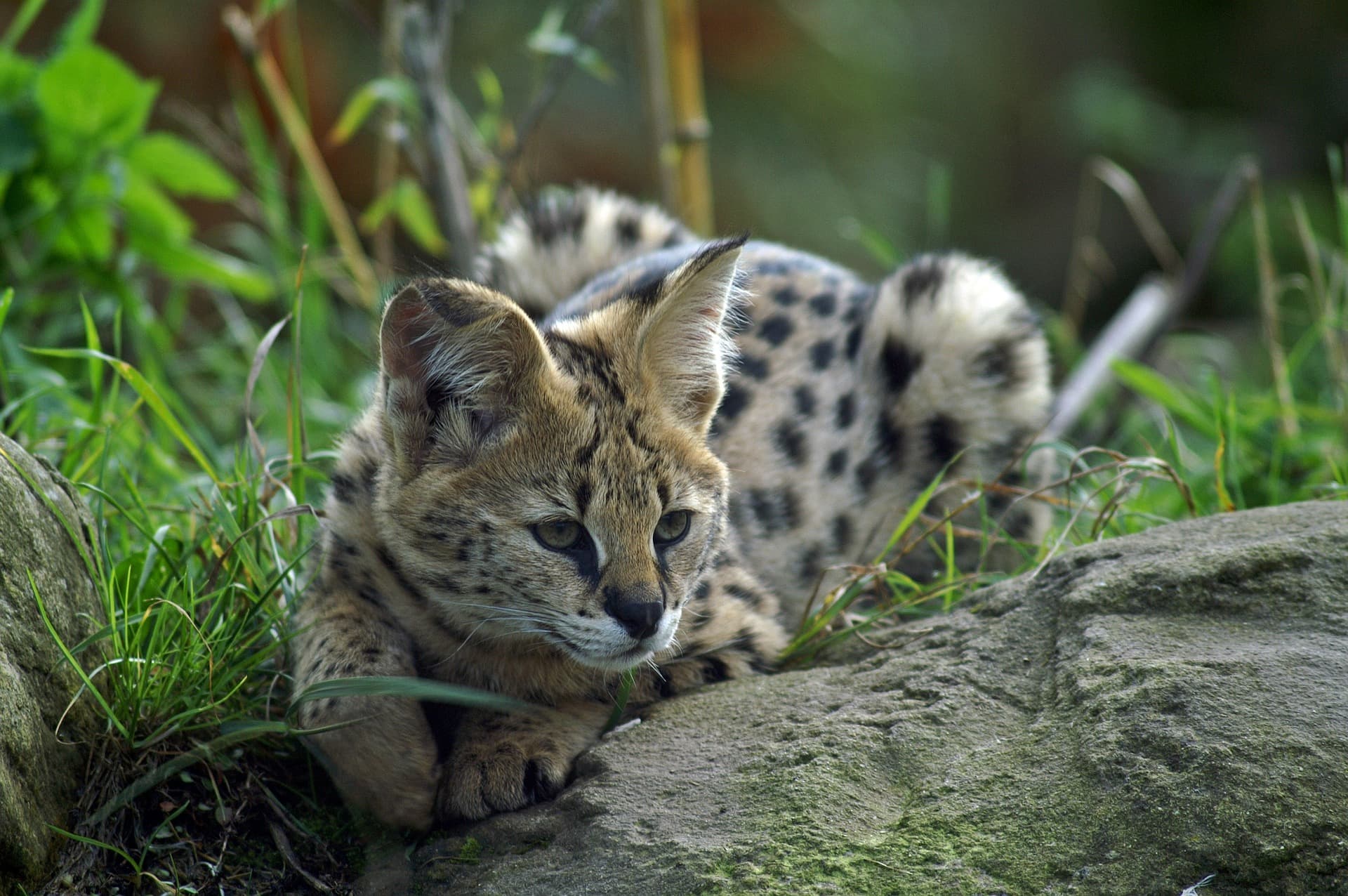 Call Of The Wild Zoo - Image 3