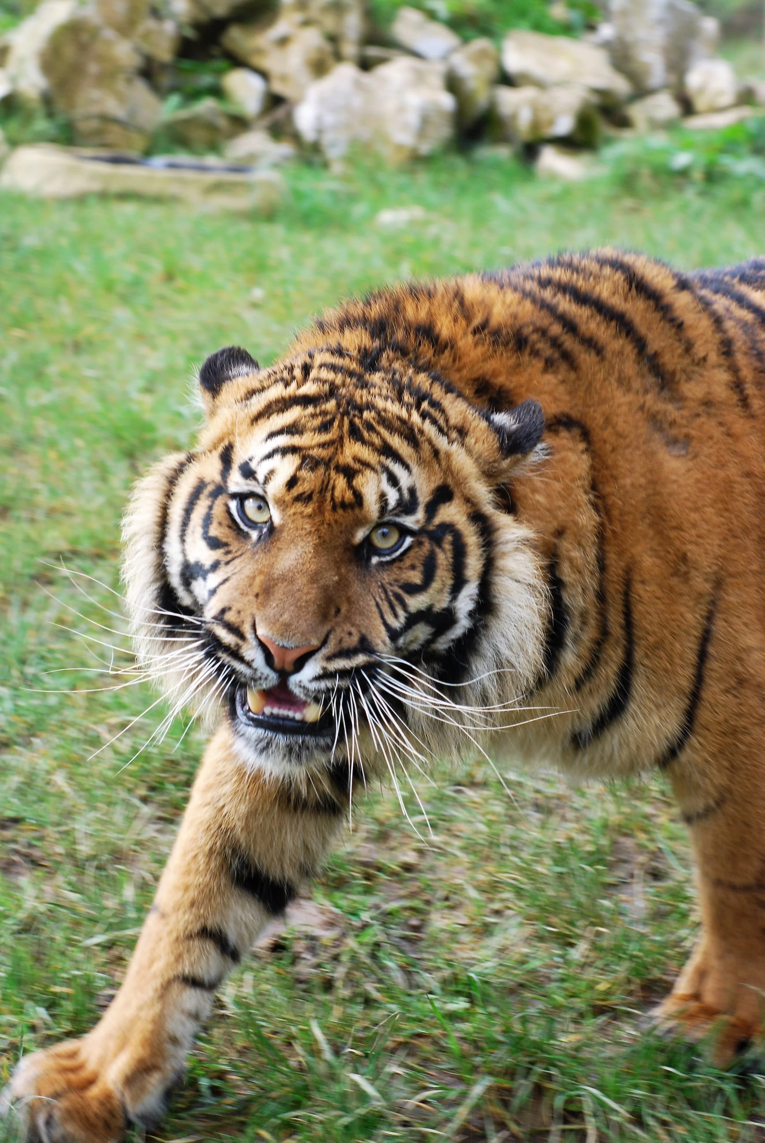 Manor Wildlife Park - Image 4