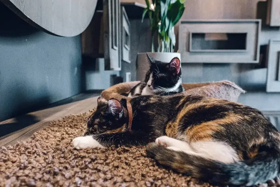 Java Whiskers Cat Café Marylebone - Main view