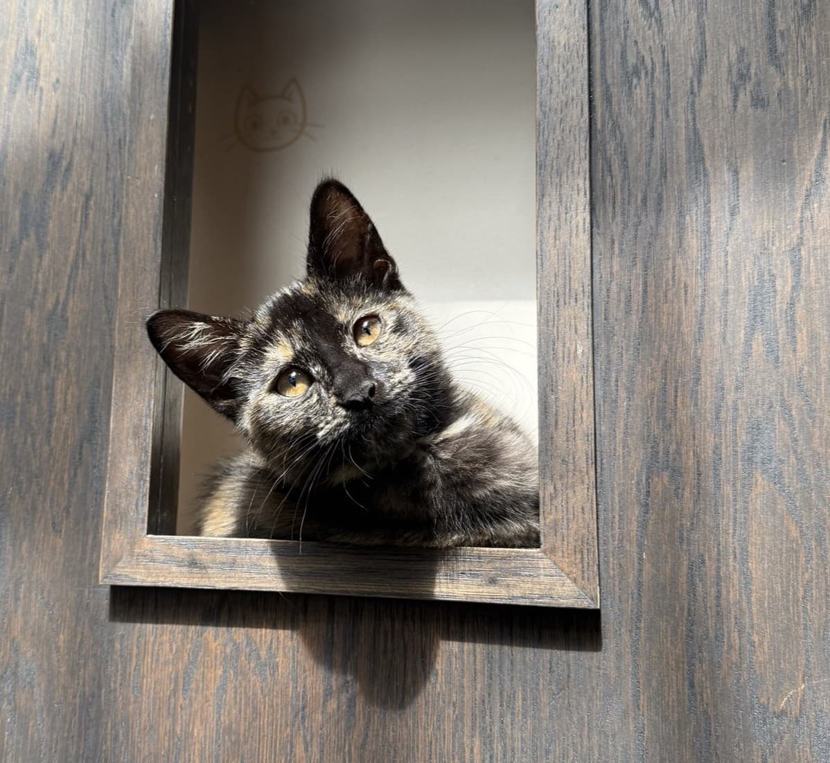 Java Whiskers Cat Café Marylebone - Image 2
