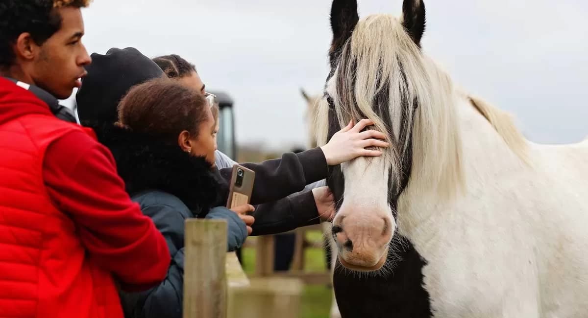 Redwings Horse Sanctuary - Ada Cole - Main view