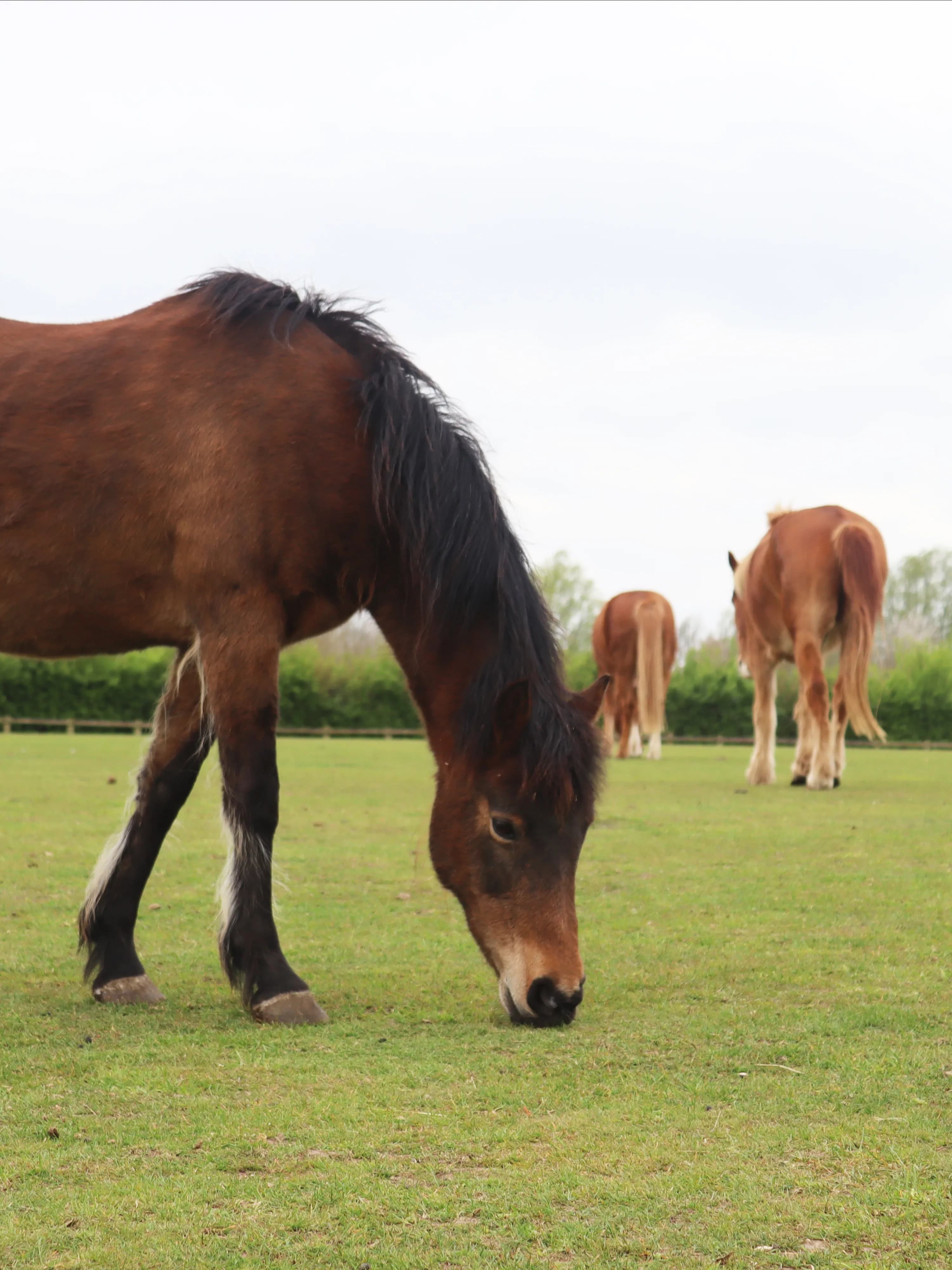 Redwings Horse Sanctuary - Ada Cole - Image 2