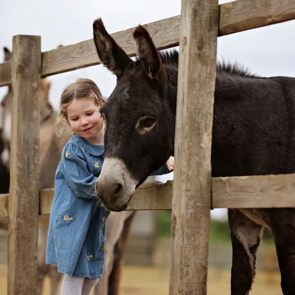 Redwings Horse Sanctuary - Ada Cole - Image 4