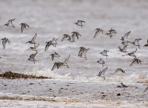Gibraltar Point National Nature Reserve - Image 2