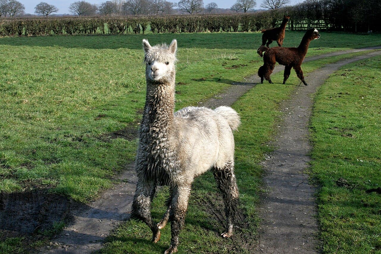 Cheshire Alpacas - Main view