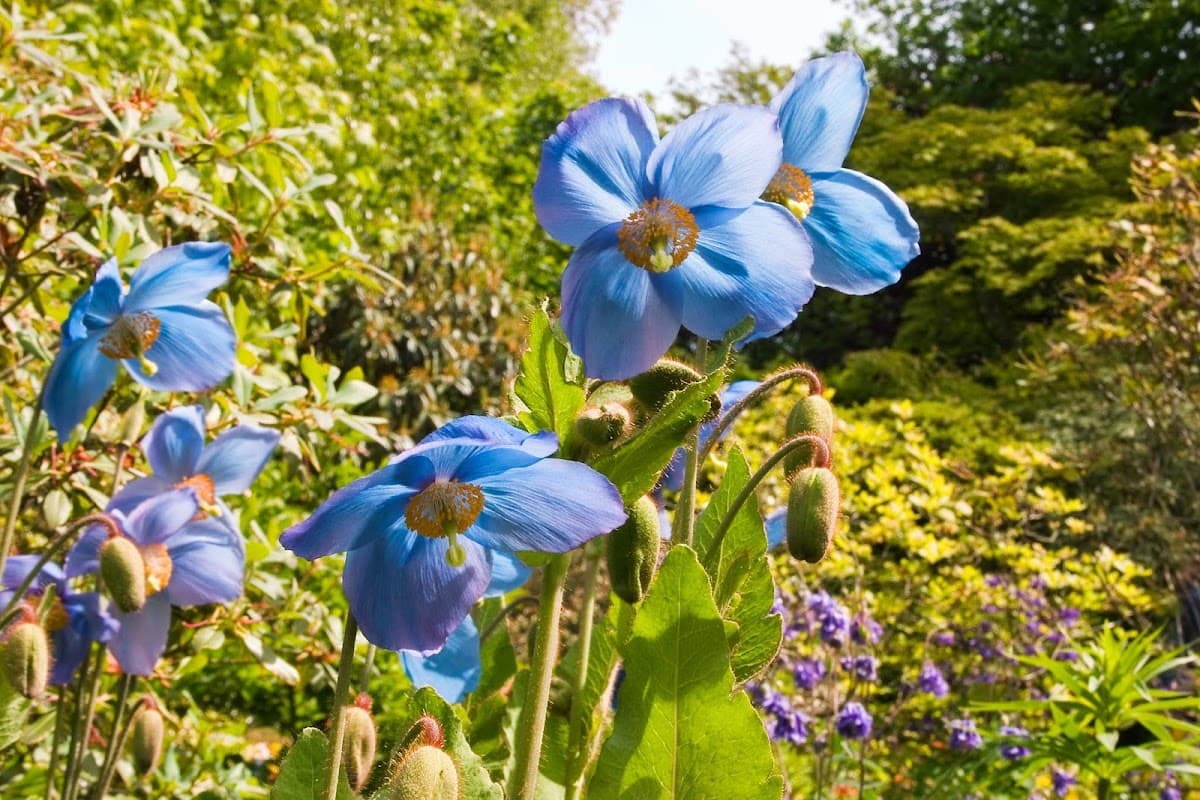 Branklyn Garden (National Trust for Scotland) - Main view