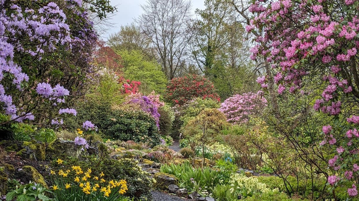Branklyn Garden (National Trust for Scotland) - Image 4