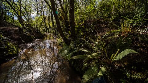 Mincinglake Valley Park - Image 3