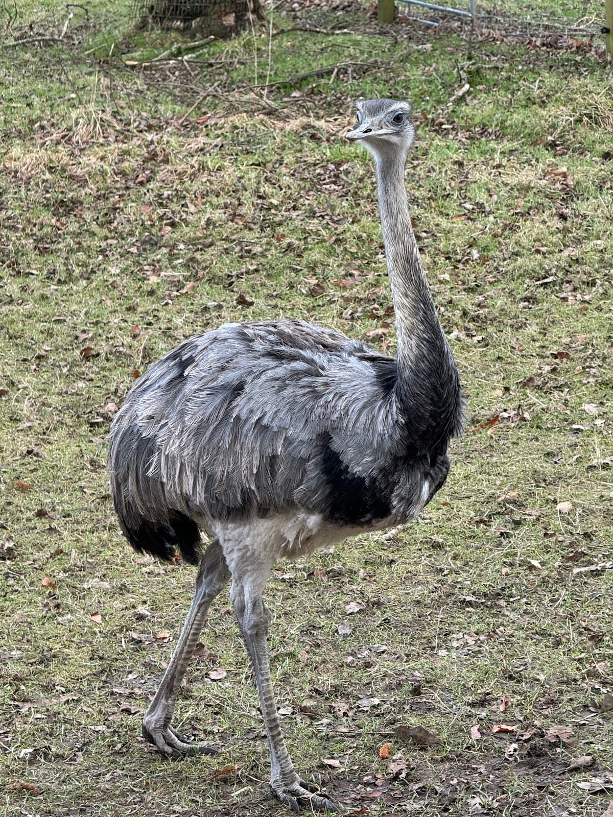 Camperdown Wildlife Centre - Image 5
