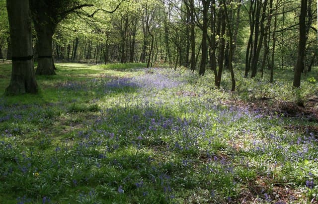 Clumber Park - Image 3