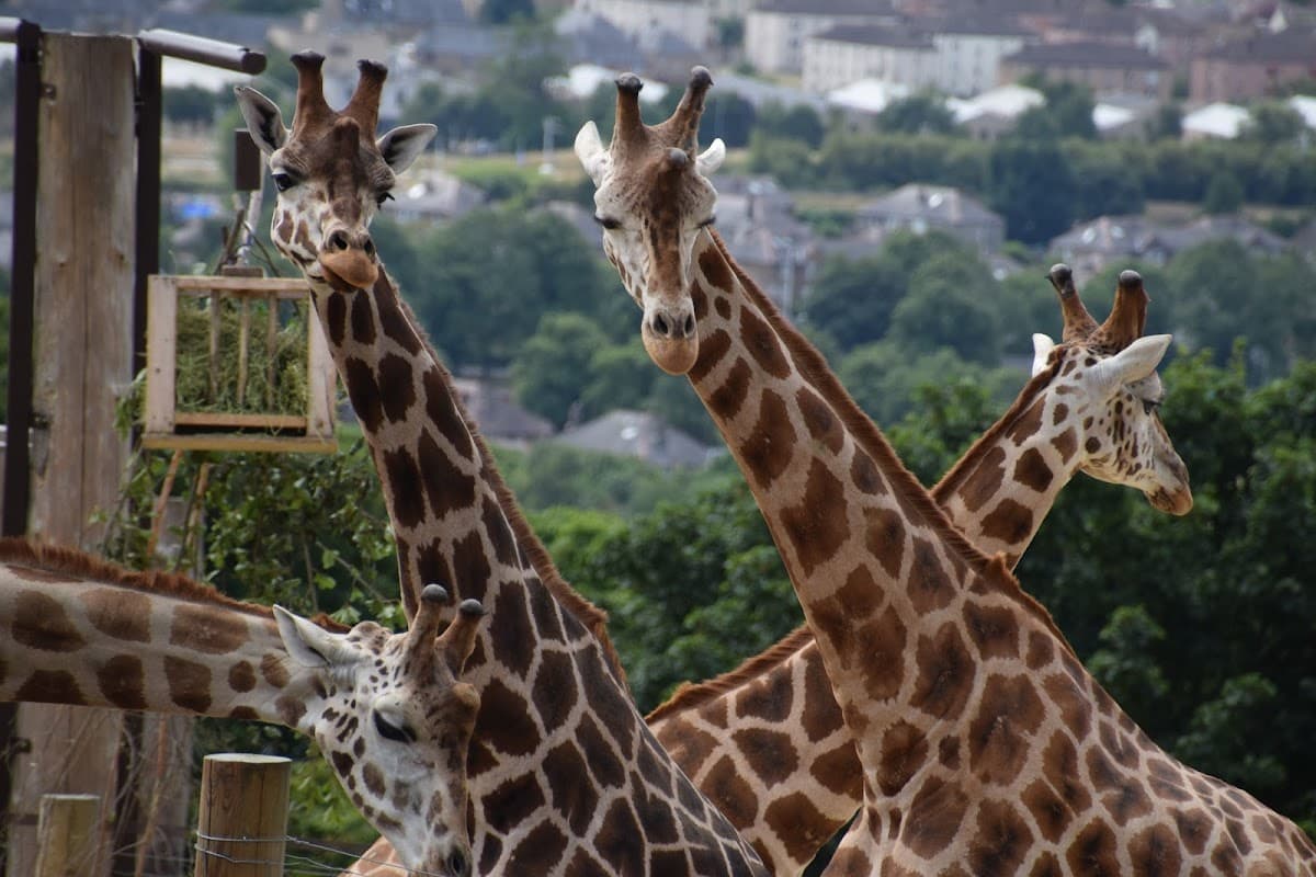 Edinburgh Zoo - Image 2
