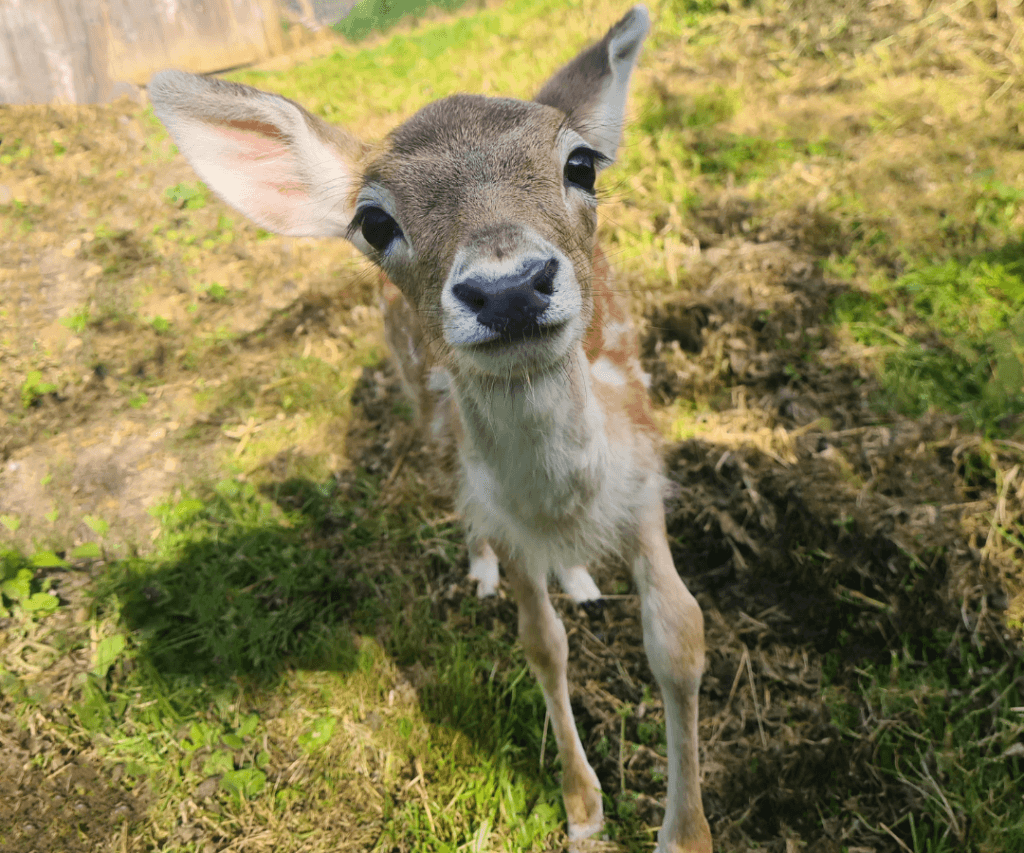 Tiggywinkles Visitor Centre - Image 3
