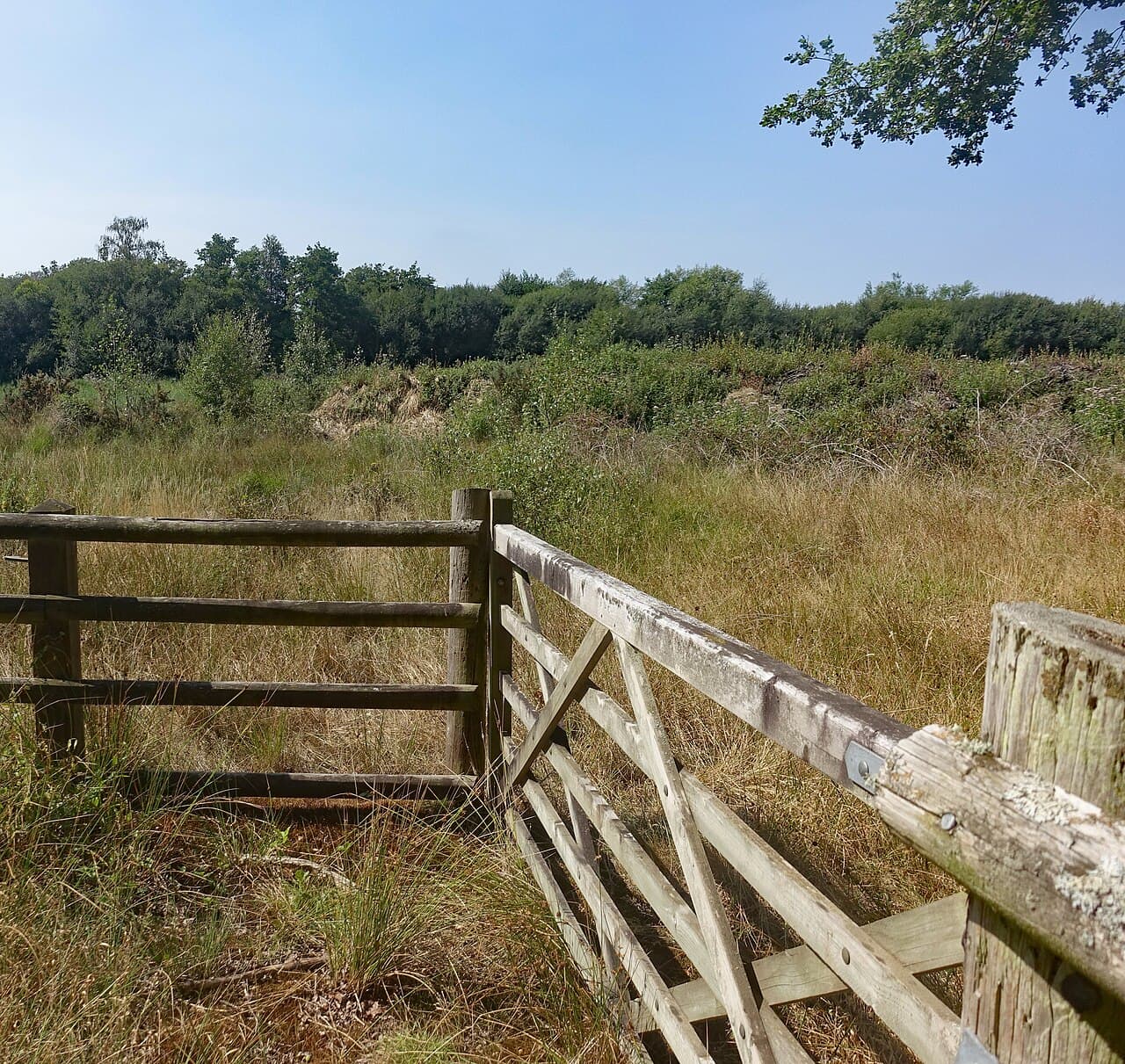 Fleet Pond Nature Reserve - Image 3