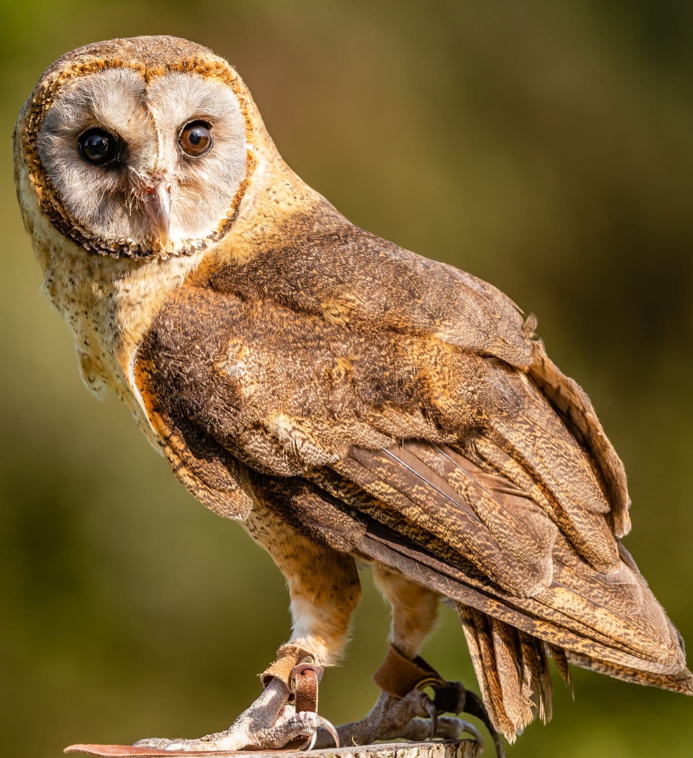 Screech Owl Sanctuary & Animal Park - Image 2
