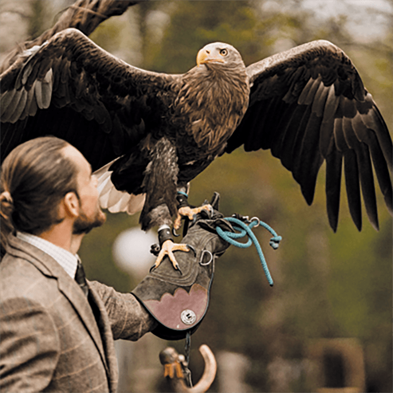 Cheshire Falconry - Main view