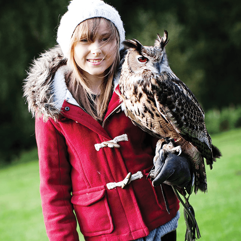 Cheshire Falconry - Image 2