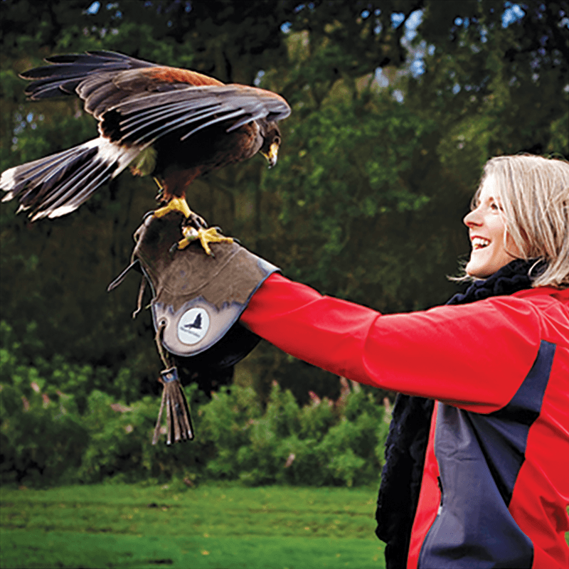 Cheshire Falconry - Image 3