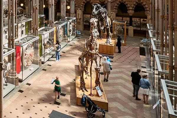 Oxford University Museum of Natural History - Image 4