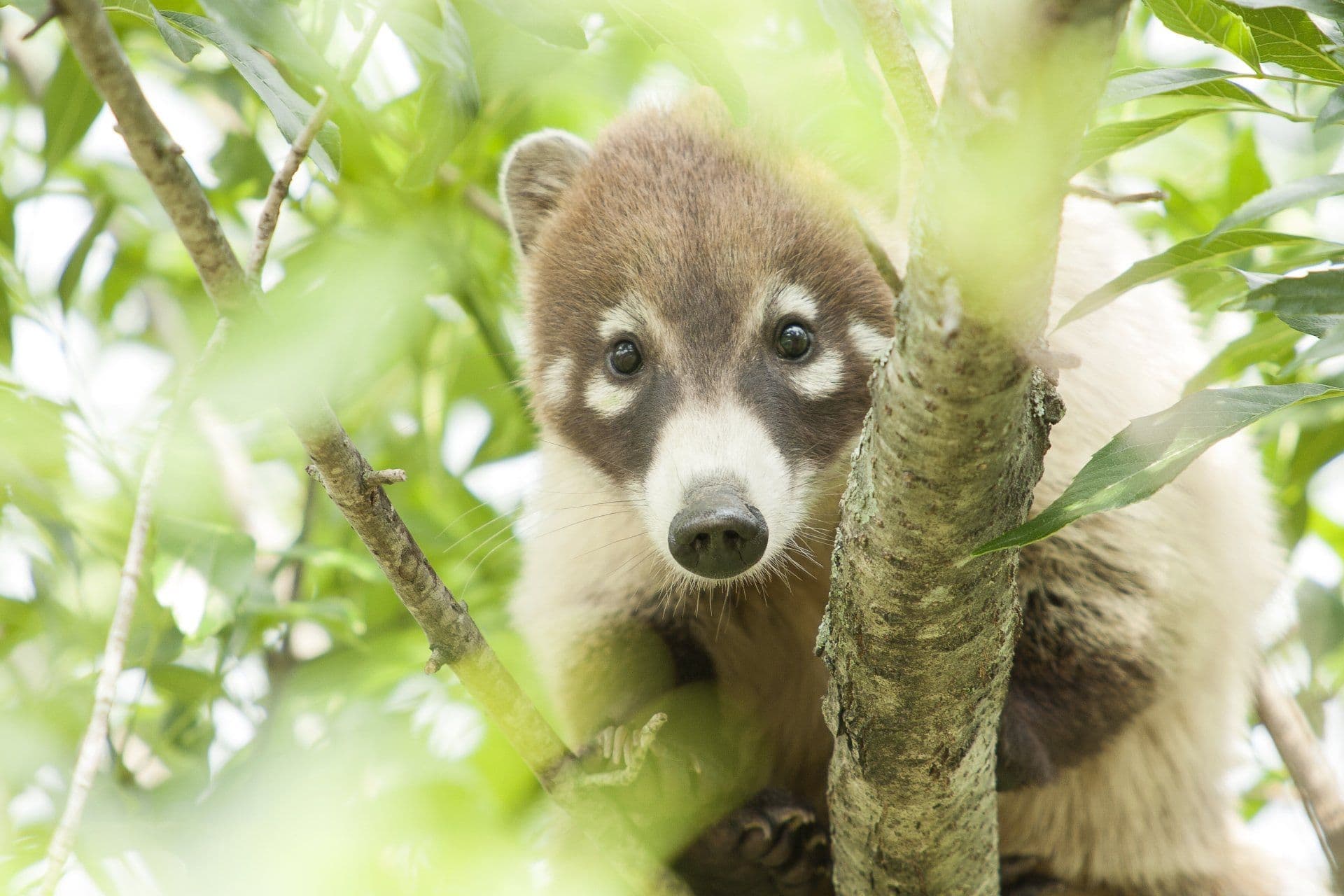 Auchingarrich Wildlife Park - Image 2