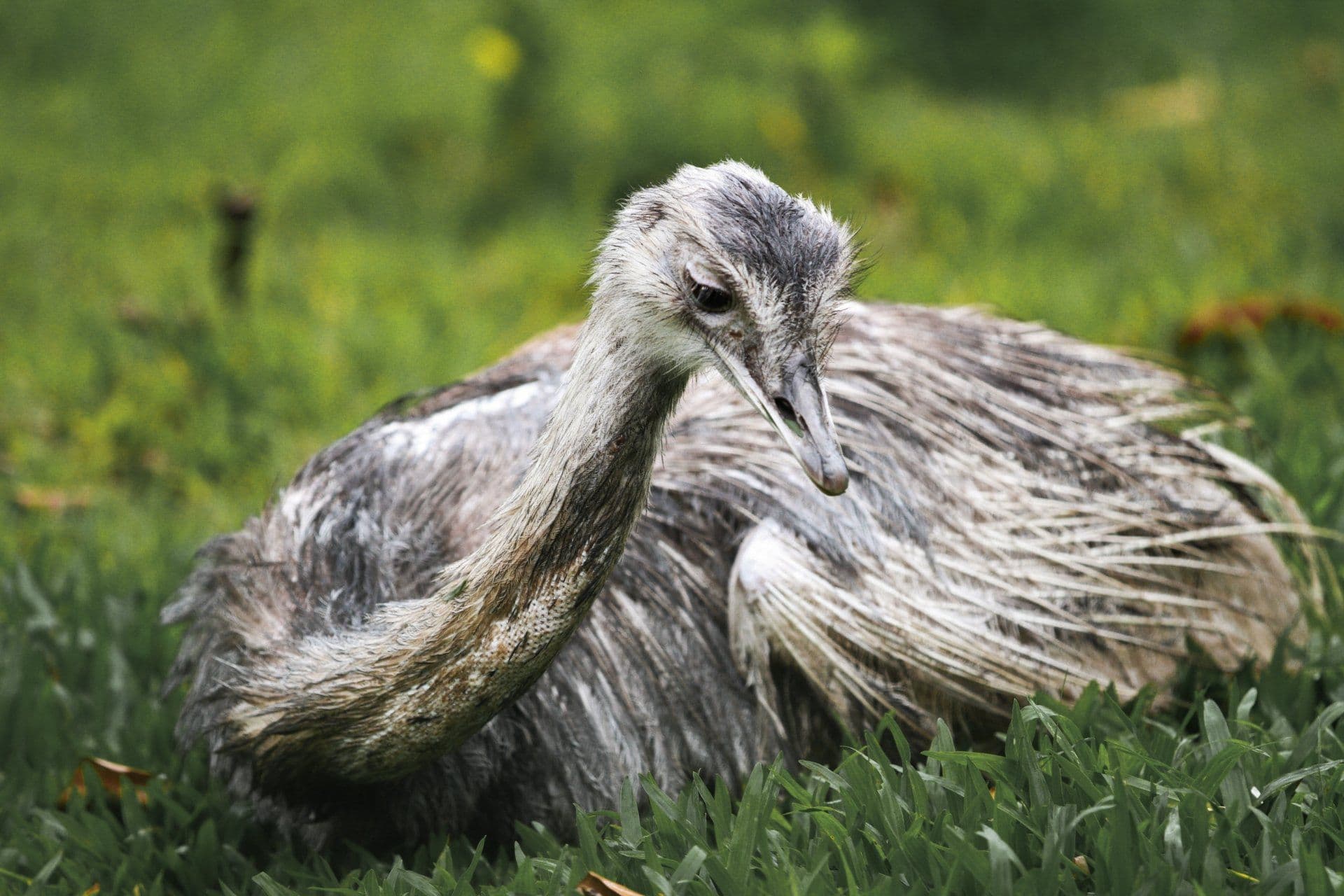 Auchingarrich Wildlife Park - Image 4