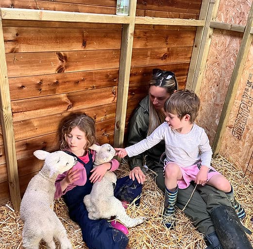 All About Alpacas - Main view