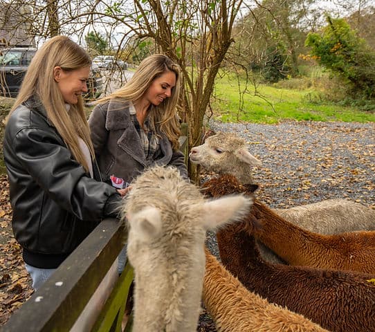 All About Alpacas - Image 2