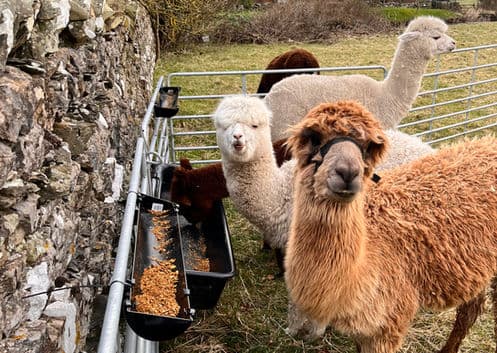 All About Alpacas - Image 3