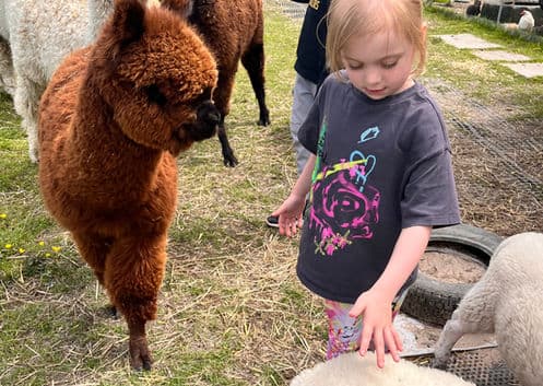 All About Alpacas - Image 4