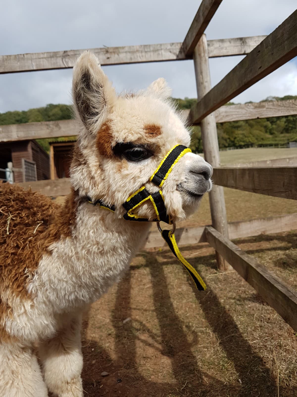 Stoke Wood Alpacas - Main view