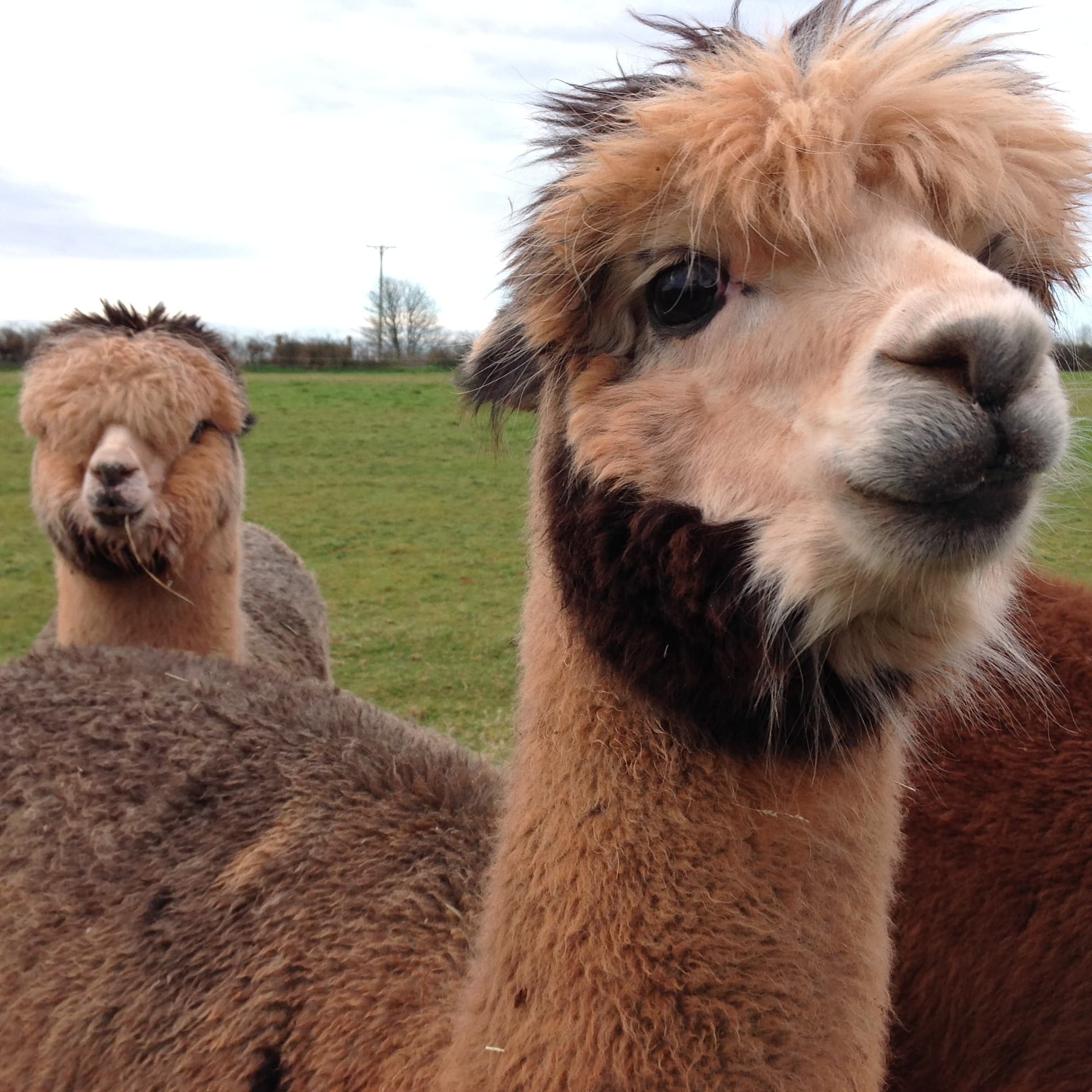 Stoke Wood Alpacas - Image 2