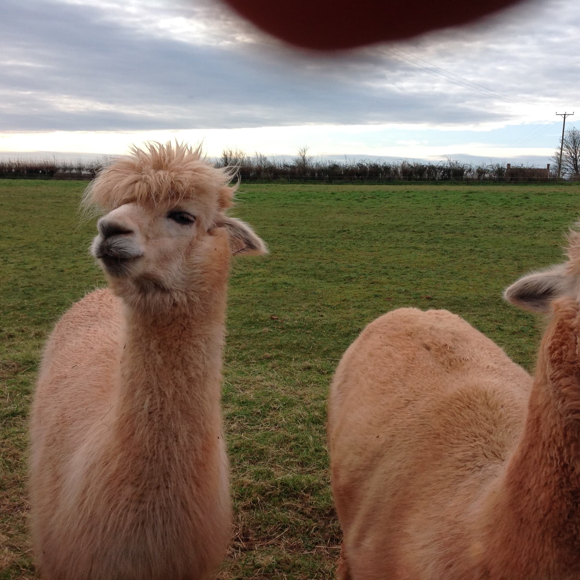 Stoke Wood Alpacas - Image 3