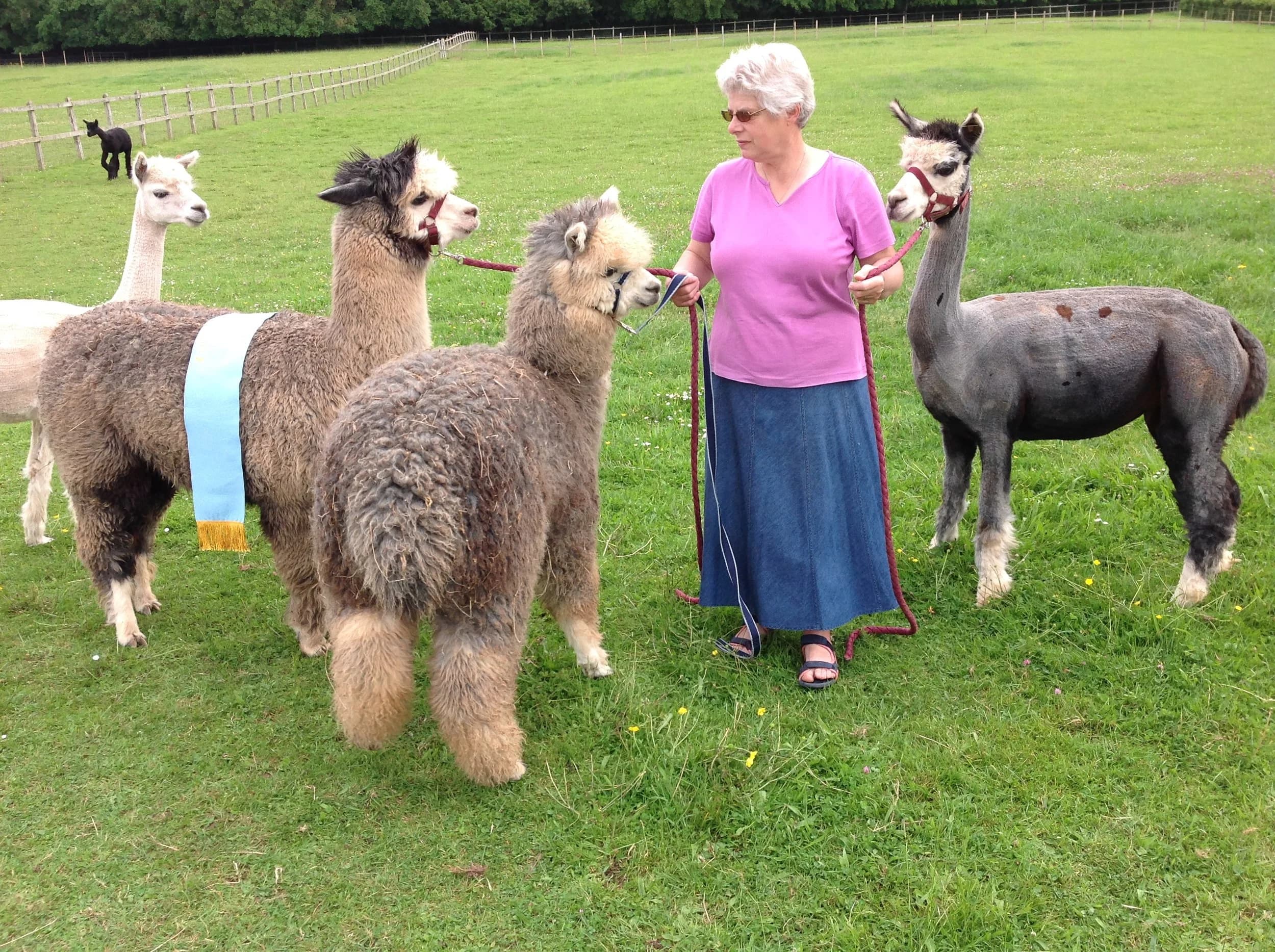 Stoke Wood Alpacas - Image 4