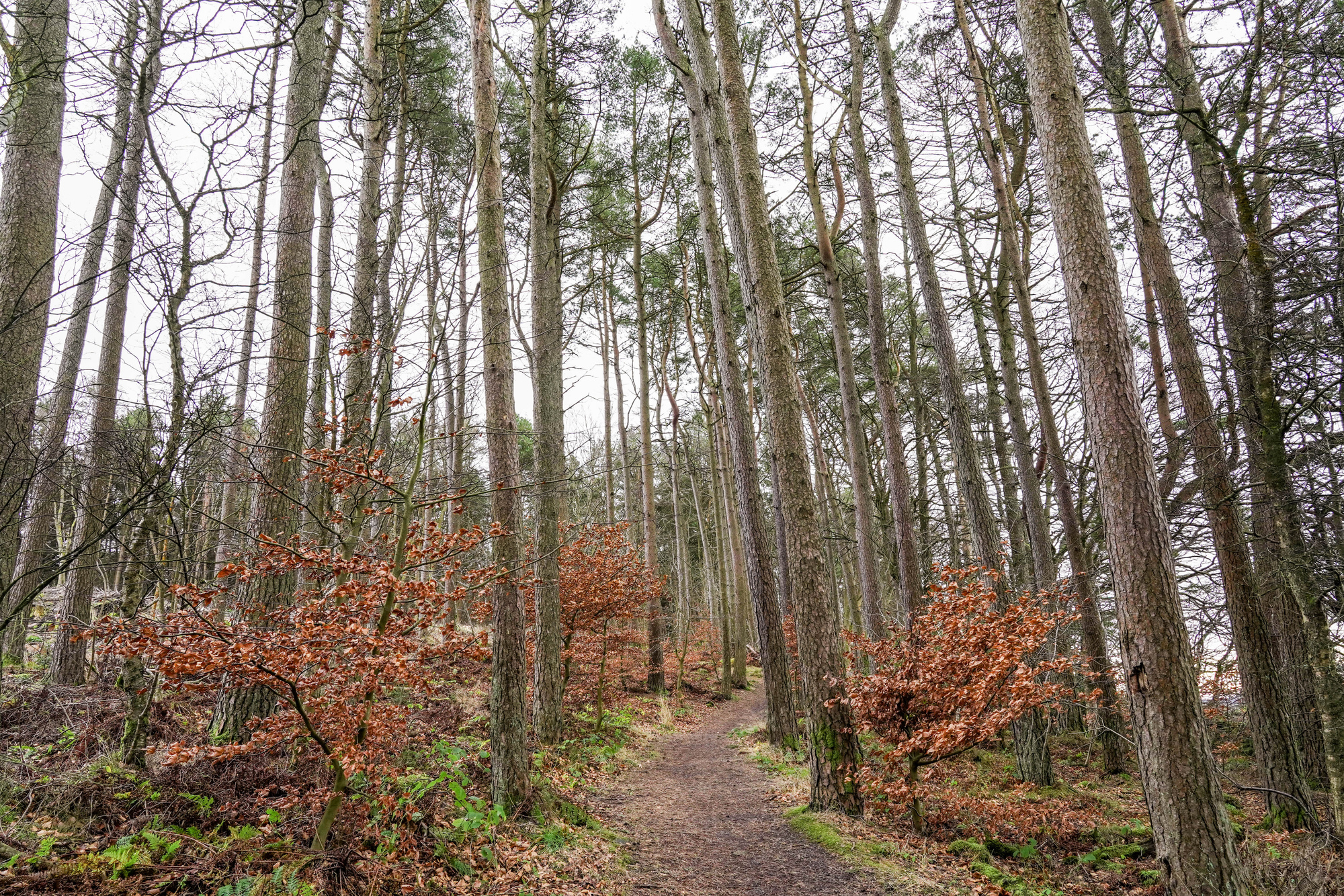 Countesswells - Image 2