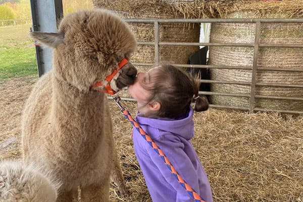 Alpacas Of Scotland Experiences - Hannahston Alpacas - Image 2