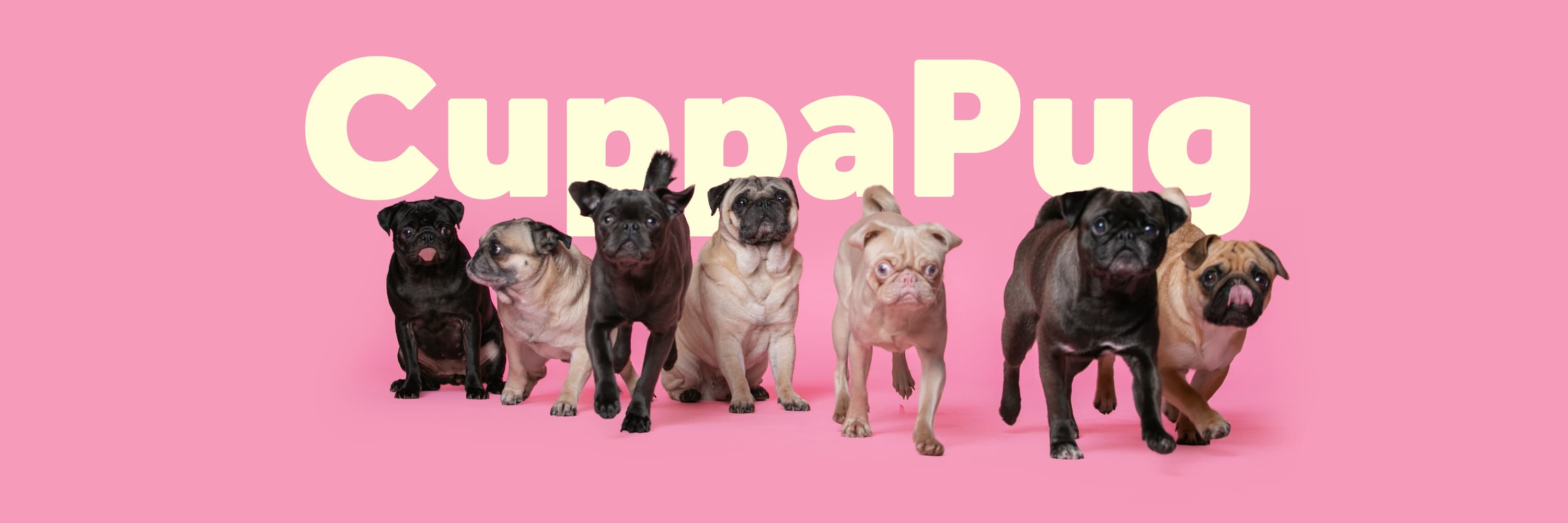 CuppaPug - Image 4