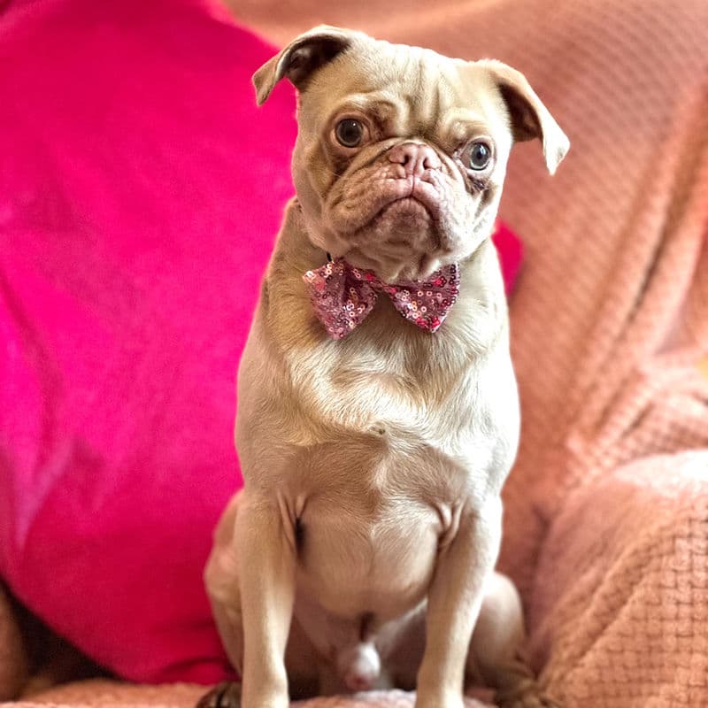 CuppaPug - Image 5