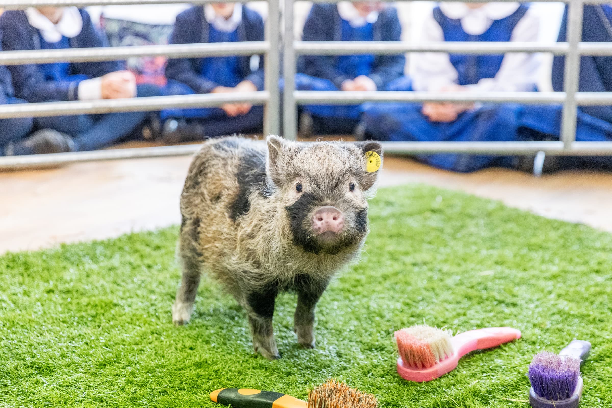 Kew Little Pigs Farm Ltd - Image 3