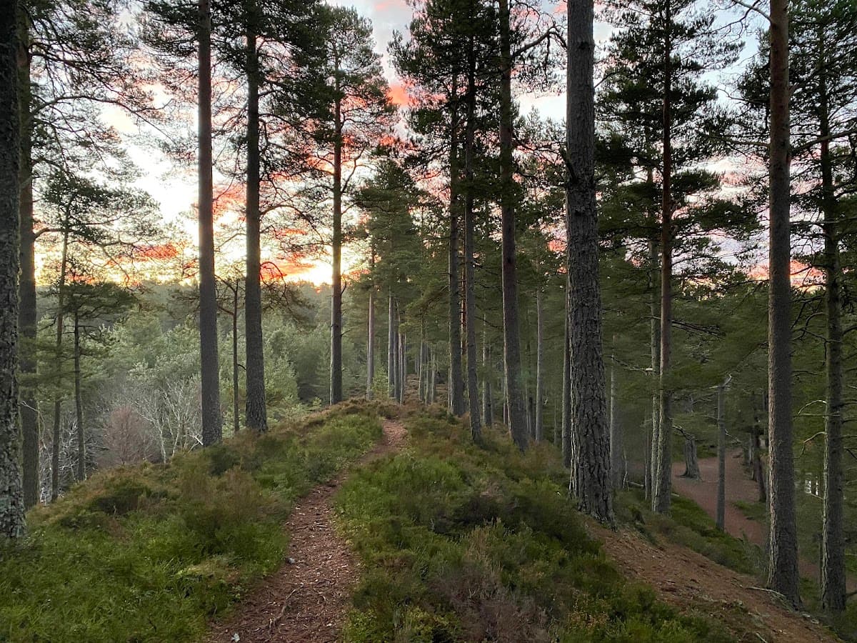 Anagach Woods - Main view