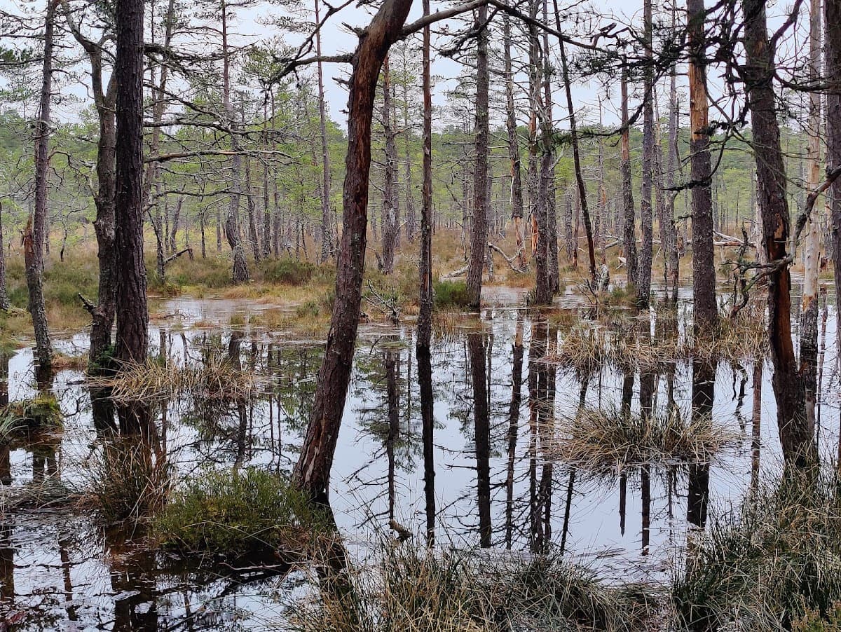 Anagach Woods - Image 2