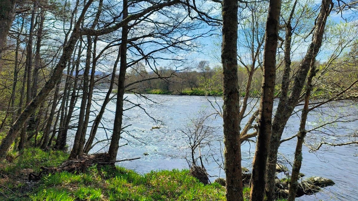Anagach Woods - Image 4